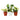 3 Different Peperomia Plants in 4" Pots - Baby Rubber Plants - House Plant Shop