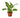 Dieffenbachia Camille - 4" Pot - NURSERY POT ONLY