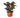 Calathea 'Ornata' - 6" Pot - NURSERY POT ONLY