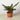 Calathea Lancifolia 'Rattlesnake' - House Plant Shop