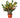 Croton 'Mammy' - 6" Pot - NURSERY POT ONLY