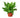 Bird's Nest 'Nidus' Fern - 6" Pot - NURSERY POT ONLY