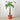Money Tree 'Guiana Chestnut' Pachira Braid - House Plant Shop
