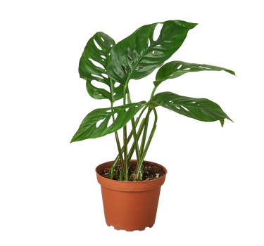 Monstera Adansonii 'Swiss Cheese' - 4" Pot - NURSERY POT ONLY