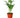 Areca Palm - 6" Pot - NURSERY POT ONLY