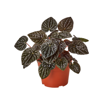Peperomia 'Ripple Red' - 4" Pot - NURSERY POT ONLY