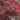 Red Dragon Japanese Maple Tree