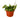 Hoya Rope Plant - 4" Pot - NURSERY POT ONLY