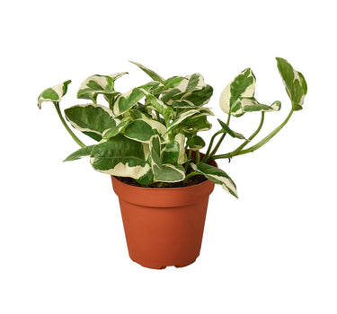 Pothos 'N'joy' - 4" Pot - NURSERY POT ONLY