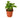 Arabica Coffee - NURSERY POT ONLY