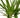 Dracaena Marginata Cane - 6" Pot - NURSERY POT ONLY