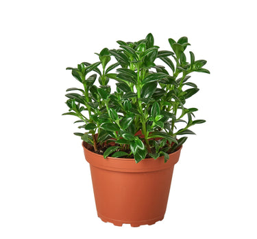 Nemetanthus Candy Corn Plant 'Brazilian Firecracker' - 4" Pot - NURSERY POT ONLY