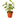 Pilea 'Aluminum' - 4" Pot - NURSERY POT ONLY