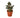 Ficus Elastica 'Burgundy' - 6" Pot - NURSERY POT ONLY