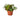 Philodendron 'Velvet' - 4" Pot - NURSERY POT ONLY