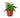 Austral Gem Fern - 4" Pot - NURSERY POT ONLY