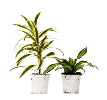 2 Dracaena Variety Pack - 4" Pot