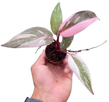 Philodendron 'Marble Pink Princess'