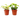 2 Peperomia Plants Variety Pack in 4" Pots - Baby Rubber Plants