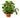 Peperomia Thailand - 6" Pot - NURSERY POT ONLY