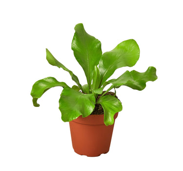Bird's Nest 'Nidus' Fern - 4" Pot - NURSERY POT ONLY
