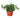 English Ivy Green California - 6" Pot - NURSERY POT ONLY