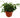 Button Fern