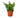 Jester's Crown Fern - 4" - NURSERY POT ONLY