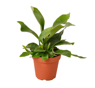 Staghorn Fern - 4" Pot - NURSERY POT ONLY