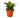 Snake Plant Black Robusta - 4" Pot - NURSERY POT ONLY