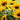 SunBelievable® Brown Eyed Girl Helianthus