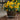 SunBelievable® Brown Eyed Girl Helianthus
