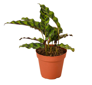 Calathea Lancifolia 'Rattlesnake' - 4" Pot - NURSERY POT ONLY