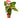 Anthurium 'Pink' - 4" Pot - NURSERY POT ONLY