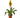 Bromeliad Vriesea 'Energy'