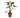 Anthurium Rainbow Champion - 4" Pot