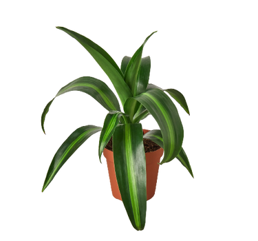 Dracaena 'Massangeana' - 4" Pot