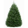 Frasier Fir Tree