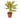 Dracaena 'Song of India' - 4" Pot - NURSERY POT ONLY