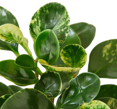 Peperomia 'Marble' - 6" Pot - NURSERY POT ONLY