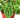 Peperomia 'Ripple' - 6" Pot - NURSERY POT ONLY