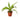 Dracaena Deremensis 'Lemon Lime' - 4" Pot - NURSERY POT ONLY