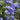 Royal Cape® Plumbago