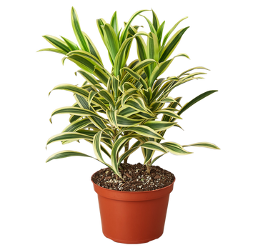 Dracaena 'Song of India' - 6" Pot - NURSERY POT ONLY