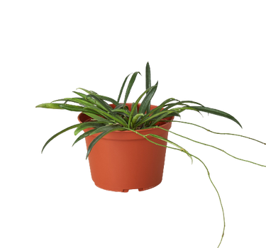 Hoya 'String Bean' - 6" Pot - NURSERY POT ONLY