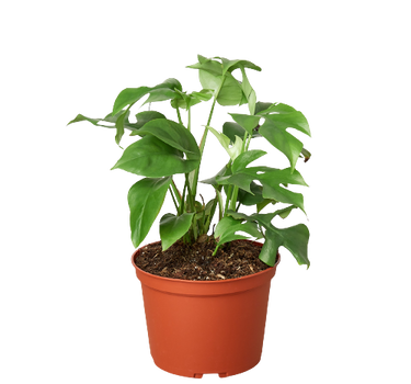 Philodendron Mini Monstera Minima - 6" Pot - NURSERY POT ONLY