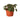 Peperomia 'Ripple Red' - 6" Pot - NURSERY POT ONLY