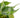 Philodendron 'Brasil' - 6" Pot - NURSERY POT ONLY