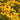 Goldsturm Black-Eyed Susan