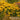 Goldsturm Black-Eyed Susan